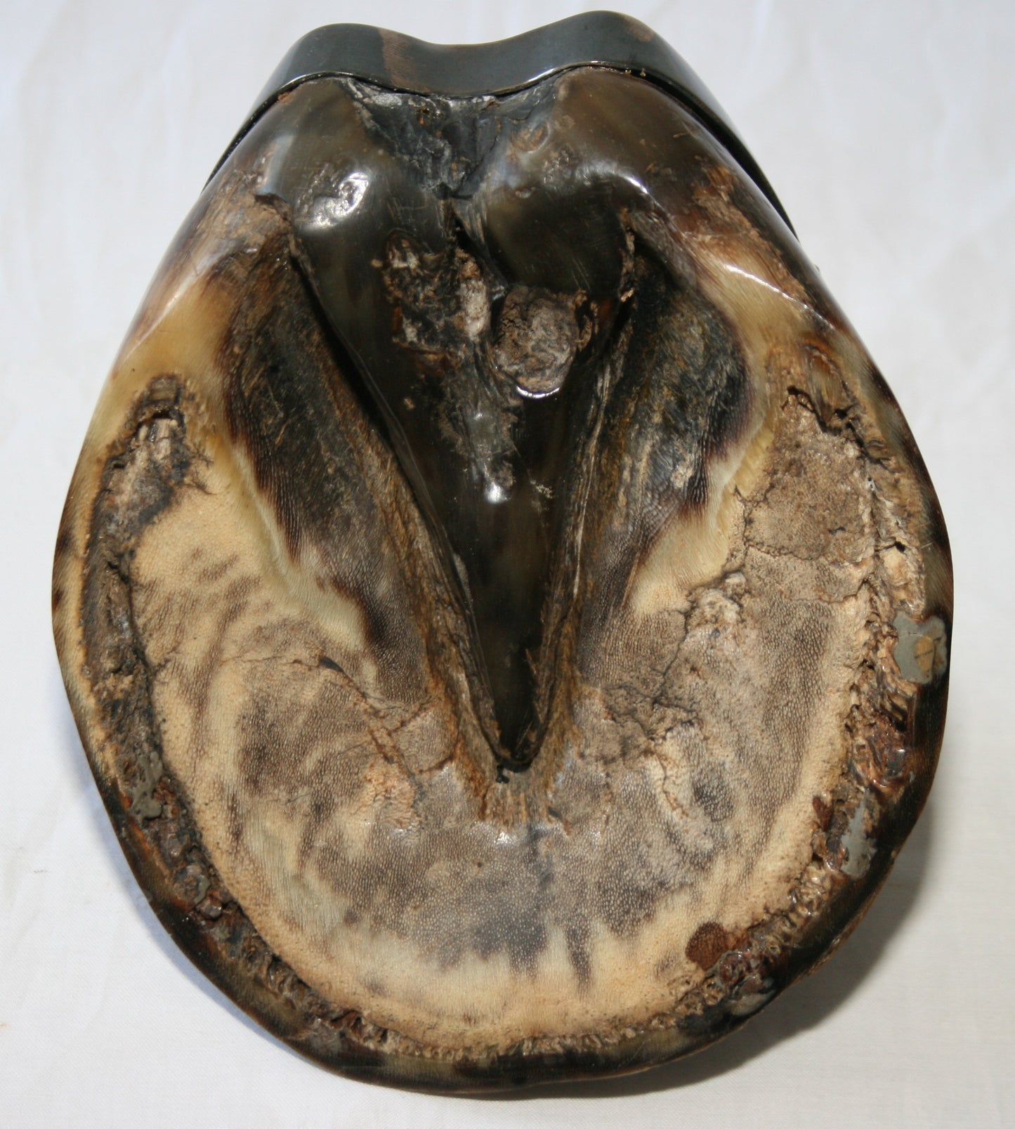Commemorative horses hoof - Baby Don